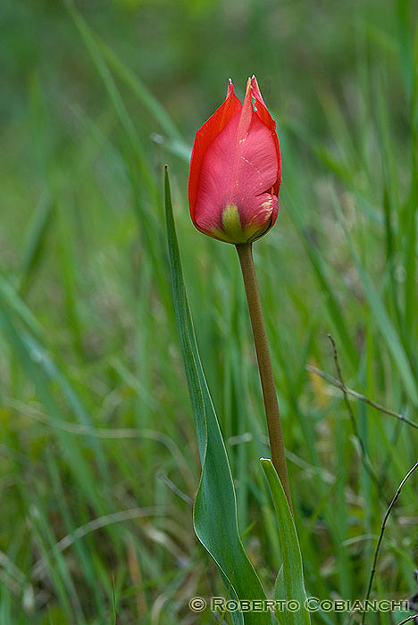 Tulipa sylvestris / Tulipano selvatico dei campi